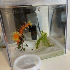 メダカ　タニシ　エビ　水槽　水草
