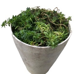 多肉植物セダム？
