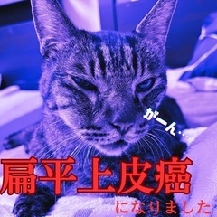 【猫治療費カンパ🐾】レイコップ　ふとんクリーナーの画像