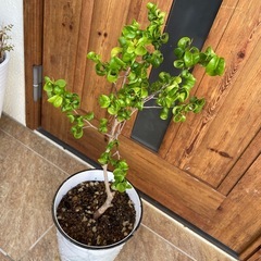 ベンジャミンバロック②の画像