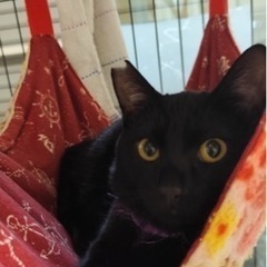 ナッツくん、人馴れバッチリ　[トライアル決定しました] - 猫