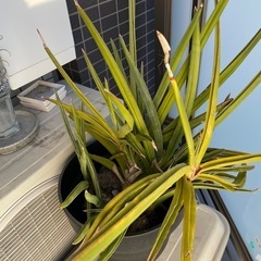 大型観葉植物の画像