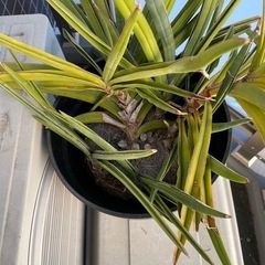 大型観葉植物の画像
