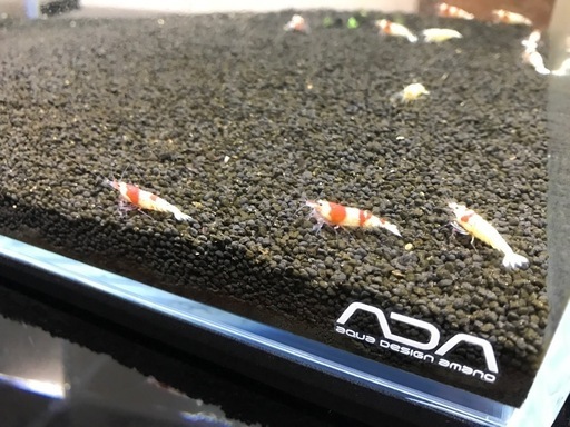 ADA水槽セット（エーハイムフィルターとレッドビー、貝つき）