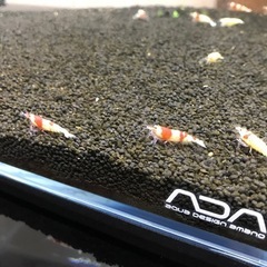 ADA水槽セット（エーハイムフィルターとレッドビー、貝つき）の画像