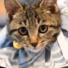譲渡会　キジ子猫くん