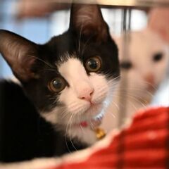 一時停止　ハチワレちゃん