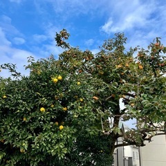  【取引完了
】美味しい大きい 柿10個の画像