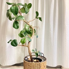 観葉植物の画像