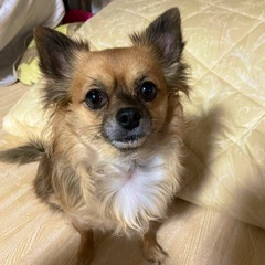ちわわ　７歳 - さいたま市