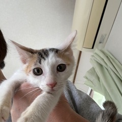里親様決定「至急」ピーチちゃん4か月