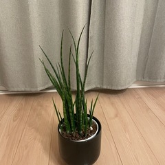 観葉植物 サンスベリア