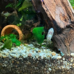 オトシンクルス　1匹　熱帯魚