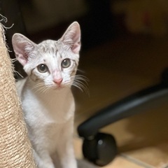 「里親様決定」パステルちゃんメス3ヶ月　珍しい毛色です人馴れしてます