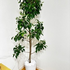 【観葉植物🪴】ベンジャミン「高さ160cm」