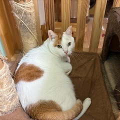 前髪七三分けしんごくん