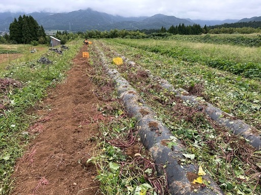 20kg 2Lサイズ　富山県南砺市産　赤土栽培無農薬べにはるか