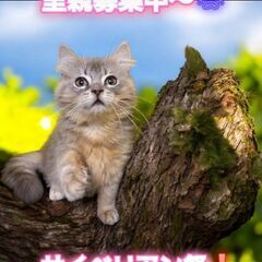 里親募集中！生後4ヶ月サイベリアン♂(⋈◍＞◡＜◍)。✧♡ 