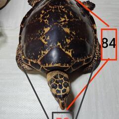 カメ 置物 飾り　