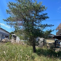 木、差し上げます