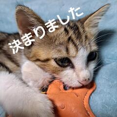 可愛い女の子！どなたか里親になって下さい！