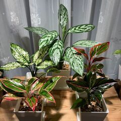 観葉植物 アグラオネマ5種セット