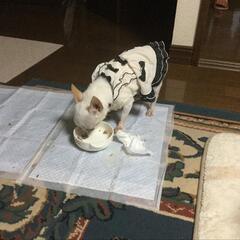 女友達募集