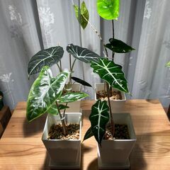観葉植物 アロカシア4種セット①