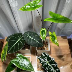 観葉植物 アロカシア4種セット②