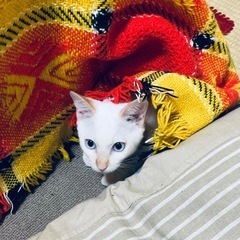 美人白猫ちゃんと、茶色のキジトラ猫ちゃん姉妹！！