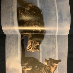 Cats in Love(猫の写真集)の画像