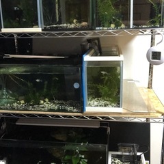 水槽セットまとめ売り熱帯魚爬虫類