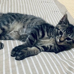 元気いっぱい黒キジトラの男の子！