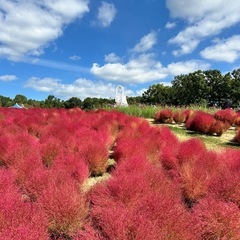 平日ゆるゆるハイキングご一緒していただける方募集