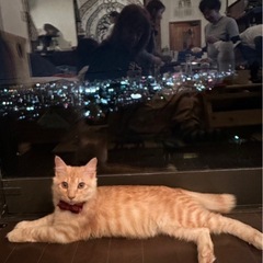 （里親さんきまりました！)11/17赤煉瓦譲渡会に初参加！半長毛...