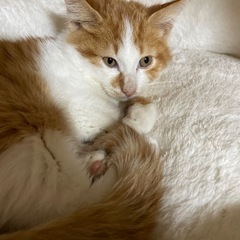 仔猫里親さん募集　生後２ヶ月半　茶トラ　オス - 大津市