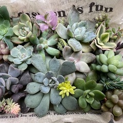 受け渡し決定★多肉植物カット苗