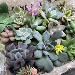 受け渡し決定★多肉植物カット苗の画像