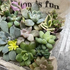受け渡し決定★多肉植物カット苗の画像