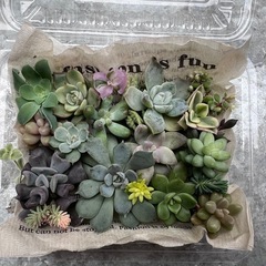 受け渡し決定★多肉植物カット苗の画像