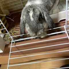 ロップイヤウサギ　　決まりました