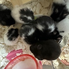 【募集停止中】ゴールデンハムスター　生後4〜5週間 - 立川市