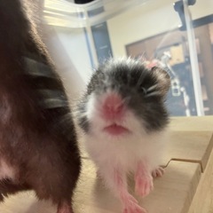 【募集停止中】ゴールデンハムスター　生後4〜5週間 − 東京都