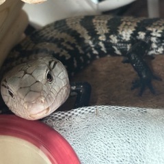 ハルマヘラアオジタトカゲの里親募集します。の画像