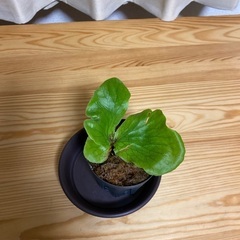 ビカクシダステマリア子株（観葉植物）A