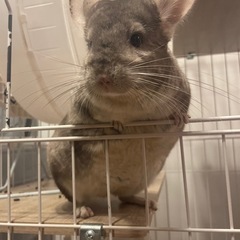 【ご相談中】チンチラ♀ 3歳