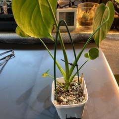 観葉植物　モンステラ デリシオーサ タウエリー②の画像