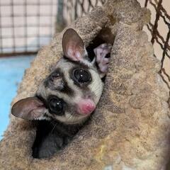 フクロモモンガ♂２歳１ヶ月