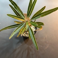 塊根植物 多肉植物 パキポディウム グラキリスの画像