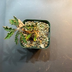 塊根植物　多肉植物　ユーフォルビア　デカリー①の画像